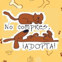 No al maltrato animal(@noamaltratoanim) 's Twitter Profile Photo