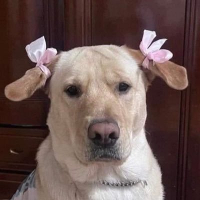 cecimoranb's profile picture. intento de estudiante. lloro por todo. fin