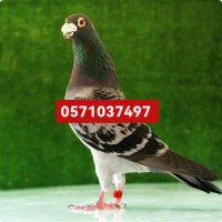 شركة مكافحة حشرات بالدمام بالخبر بالقطيف بالجبيل (@rokia__naser) 's Twitter Profile Photo