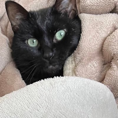 yoru_awa992's profile picture. 20↑ ♡⥹うるさめです 🚺🚺🚺