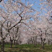 もずく (@rz5ayyqtuotg1qg) Twitter profile photo