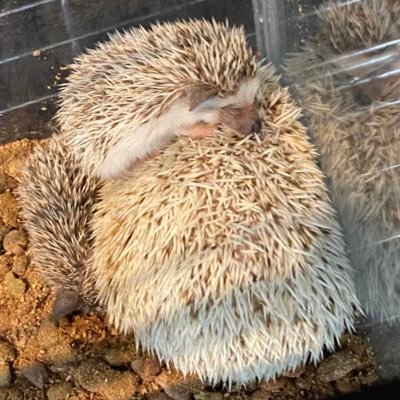 とりあえずつぶやきます。もうすぐ、新入りハリちゃん仲間入りです。楽しみ🦔もう少々お待ちください。画像もたくさんあげようとおもってます。