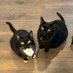 Thora & Wilbur (@thoraandwilbur) Twitter profile photo Thora & Wilbur (@thoraandwilbur) Twitter profile photo