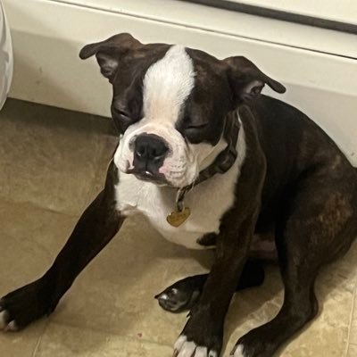 pokemontcgo29's profile picture. 