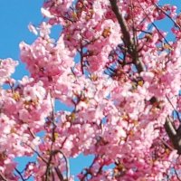 めぐみ_iLYs (@yywhtaedd0lipqv) 's Twitter Profile Photo