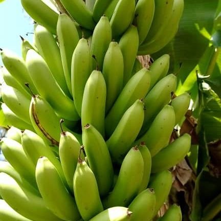 fikresamuel6's profile picture. 