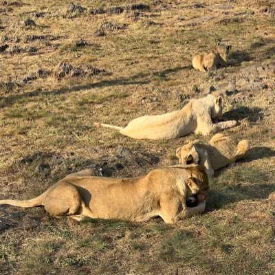 BrownSugar50431's profile picture. 