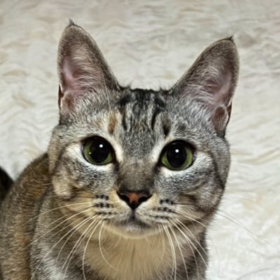 pokopokoPokun's profile picture. 天上界に生息！ドール、猫、手作り、スマホで撮った富士山や自然の写真(自分の為の記録なので同じ場所からが多い)フォロバは趣味の合う方のみ。20190426移転 ドール＆通販垢→@youseihakoniwa