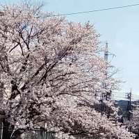 kaidesuyo (@kaidesuyo1) 's Twitter Profile
