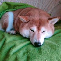 はも@ノーパン村村民 (@hamo_wota) 's Twitter Profile
