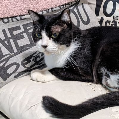 ネコくん のアバター