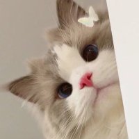 린다 ʕ·ᴥ·ʔ (@pmymale) 's Twitter Profile Photo