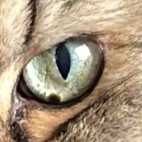 العراق هو الحضاره والحضاره هي العراق (@rodiczzz) 's Twitter Profile Photo