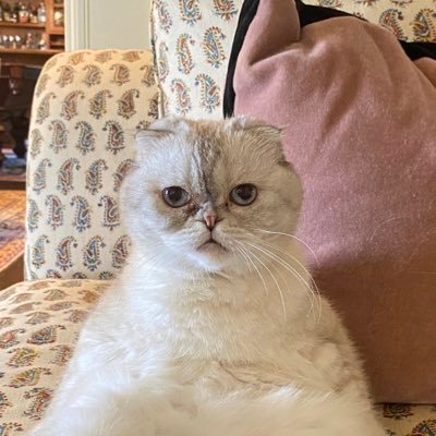 squrit288's profile picture. نُحِبُ البِلاد كَما لا يُحِبُها أحد 𓂆🇵🇸