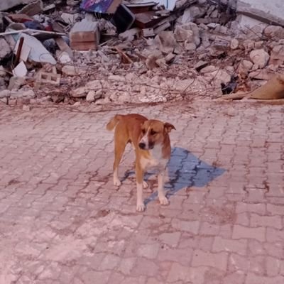 hasaniflazz's profile picture. 