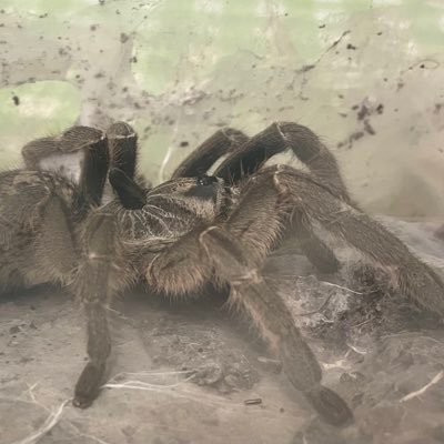 peau_de's profile picture. メヘンディ、ジャグアタトゥーを描いてます。作品upよりもRTが多いかも知れません。Instagram : sagitaria18