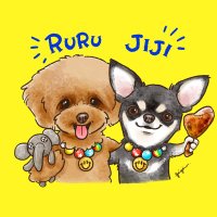 トイプードルるる&チワワじじ (@toypoodleruru) 's Twitter Profile