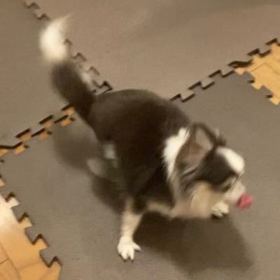 かわいいﾁﾜﾜをtlに流すお仕事してます🌟