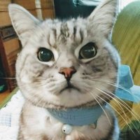 ginの星 (@yfwnkptgnvg1u9q) Twitter profile photo