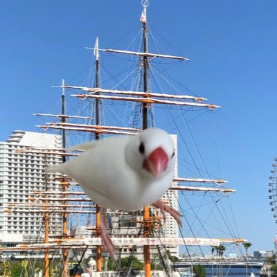 自然の草花や野鳥が大好き!家族にするならフィンチ一択!クラシック音楽が好き🎹🎵木琴を再開四苦八苦🎼(諸事情によりお休み中)誤字脱字多め🙇