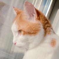 むぎちゃん (@mugichan_kawawa) 's Twitter Profile
