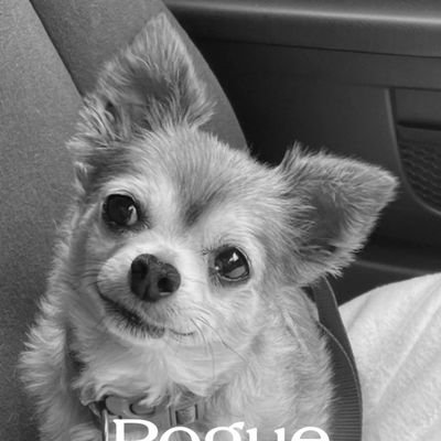 carrotfiles's profile picture. Mum of Splodge, sadly OTRB 🌈 @RuffRiderz Leader @ClairesCaff owner #CloudRiderz, #PIYSB, #FTHAB, #ClaLolasCafe/#ClairesCaff, Official Supporter #ZSHQ