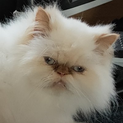 Theatre nut, I love films, cricket and I adore CATS!! I've been living with MS since 2002 and Menieres Disease since Jan 2014!