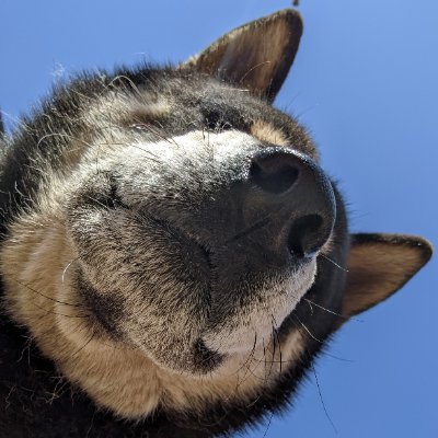 noradog__'s profile picture. わりとポジティブ
Follow,UnFollow はご自由に

誰でも登録できるMastodonのサーバー管理人です
メインの活動は
◆一般 → https://t.co/6zVZTVYBB0
◆園芸 → https://t.co/rWIMP5mp8J