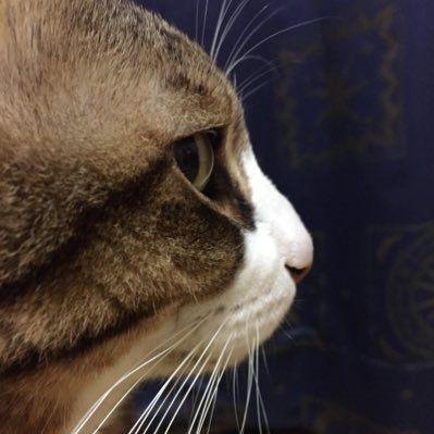 夜斗【やと】さんのプロフィール画像