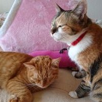 にぃにの嫁 るみこ (@rusaneko) 's Twitter Profile