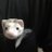 Yuina_ferret