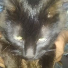 モンストのゲームしてます、ヘタリアの漫画にハマりました、またアニメ化してほしいです。 写真の黒猫君がうちにいます、この子を保健所さんから貰ってから猫好きに^^;