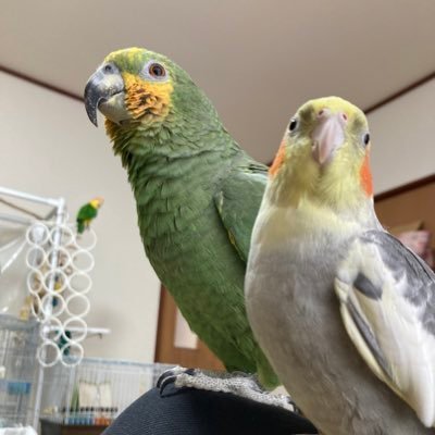 キソデボウシインコ/オカメインコ/シロハラインコ/変なアカウントは即ブロック