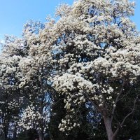 綾小路りんご (@himikonoheya) 's Twitter Profile Photo