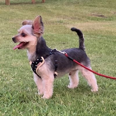 ja_ma17's profile picture. 愛犬君が一番🐶私｛介護福祉士｝孫ちゃん2歳❤️2人目の孫②ヶ月👶㊗️家庭菜園💚便利な 掃除道具・家電好きෆ̈✿︎ෆ̈┊🌺沖ドキ🌺☕️お菓子•ゲームはストレス発散🤩宜しくお願いします🙇