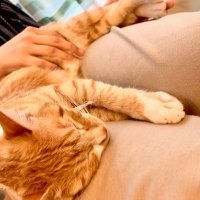 ハルサラママ (@hieisharaku) 's Twitter Profile Photo ハルサラママ (@hieisharaku) 's Twitter Profile Photo