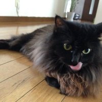 γγη«πββ¬ (@mini_neco1) 's Twitter Profile