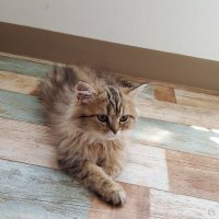 ねこ山ねこじろう (@7jigp3n86yx8v0a) 's Twitter Profile