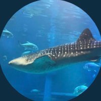 すくろ。 (@su_ku_roo) 's Twitter Profile Photo すくろ。 (@su_ku_roo) 's Twitter Profile Photo