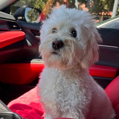 Chaseさんのプロフィール画像