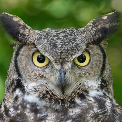 great horned owl just looking for its next meal.