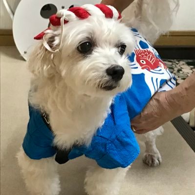 アランパパという名前ですがアランというマルチーズ犬の父です。 好きなことはケーキ作り、料理作りです。 よろしくお願いします。 インスタIDはKatsumiyoshida2535です。 #糸魚川応援隊 #スイーツスペシャリスト