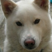 トシゾー (@toshizoo_wanko) 's Twitter Profile