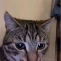 auto (@autodidetic) 's Twitter Profile