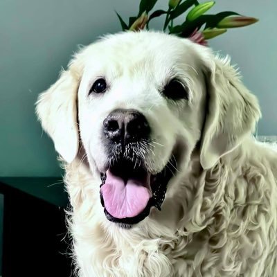 Celebrating Chief Brody of @thegoldenratio4 and his kicks. Just a fan account, all photos from @thegoldenratio4 Also at https://t.co/YxRKQoL8D6