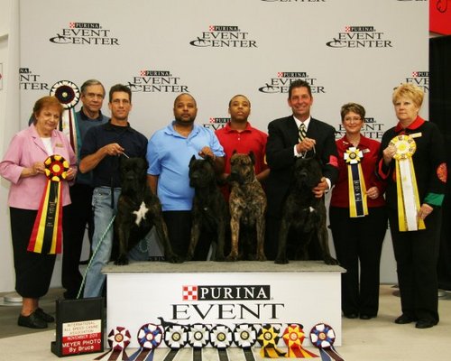 Hobby breeders of Champion Perro De Presa Canarios. Presa Canario puppies for sale. Champion on site
314-575-1401