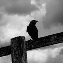 Lisa Royce - @LisaRoyce - Twitter