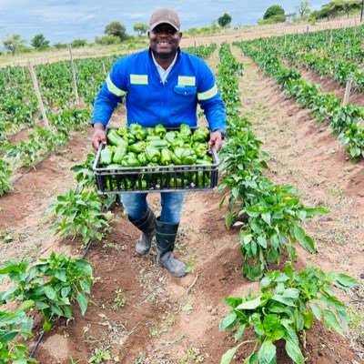 Young BlackFarmer|Young Entrepreneur|Founder & CEO of Benica Fruits and Veggies|Resignee Nurse|Former Hospital CLO|Hustler from 1360|0818194786|Let's Farm!!