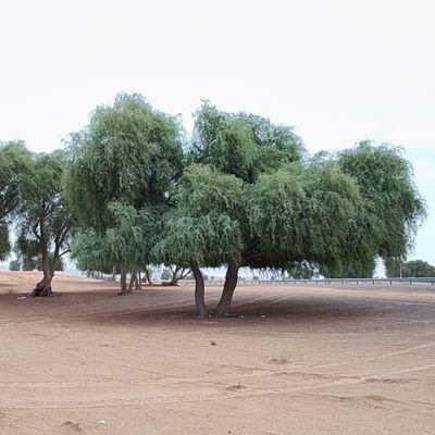 وطني و ولاة امري خط احمر غامق.... شجر الغاف يأسرني