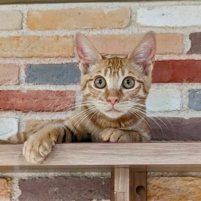 吉祥寺（東京）にある保護猫カフェきゃりこです。
営業時間🕐10時〜21時
【保護猫カフェきゃりこWebサイト】https://t.co/VQfZIac800

きゃりこふじみ野店(埼玉)→@calicofujimino